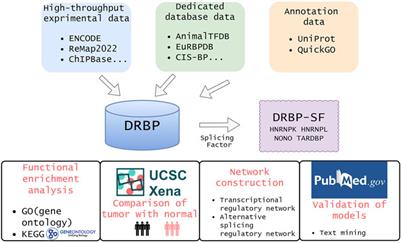 DNA- and RNA-Binding Proteins Linked Transcriptional Control and Alternative Splicing Together in a Two-Layer Regulatory Network System of Chronic Myeloid Leukemia